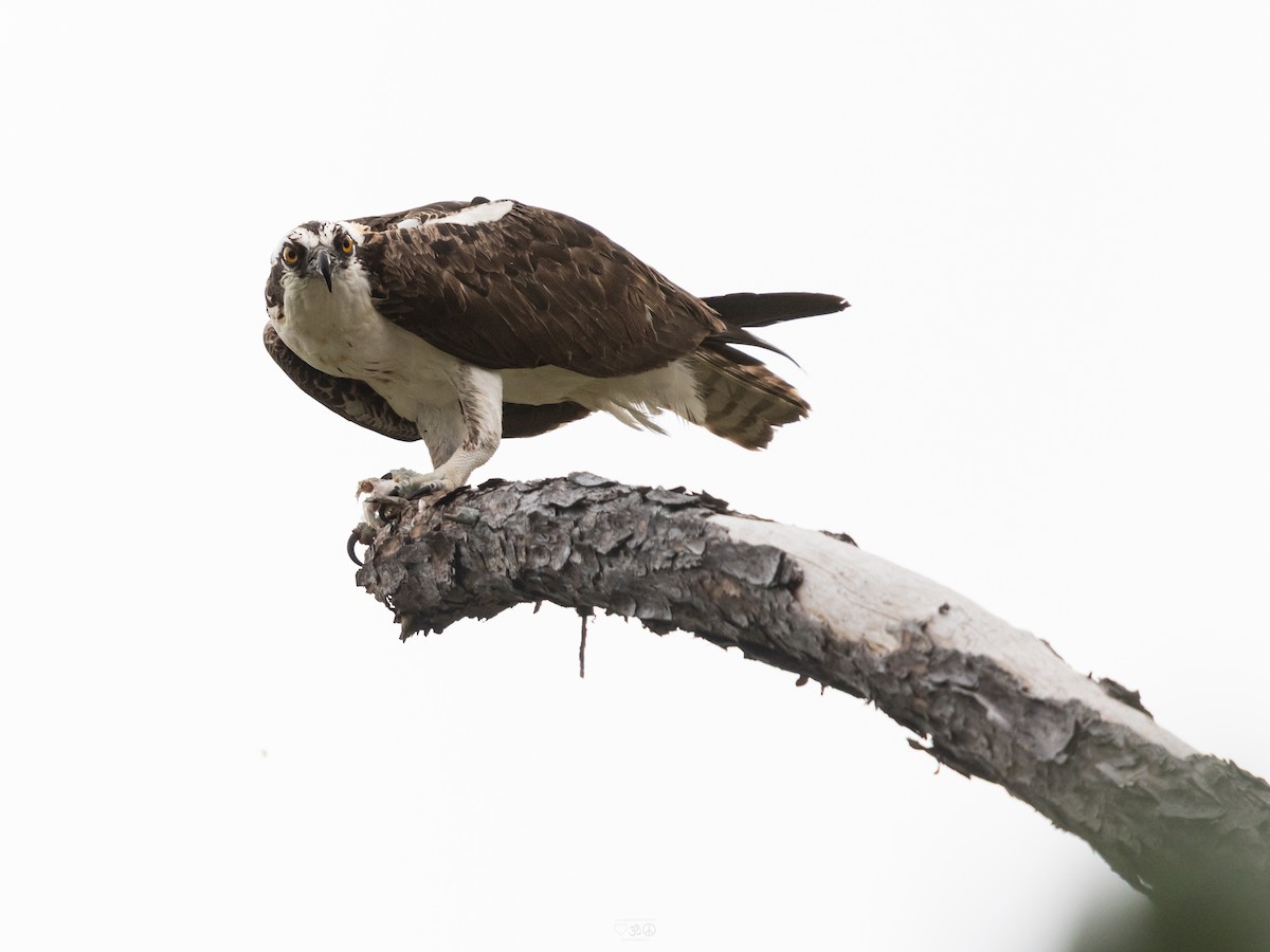 fiskeørn - ML644773949