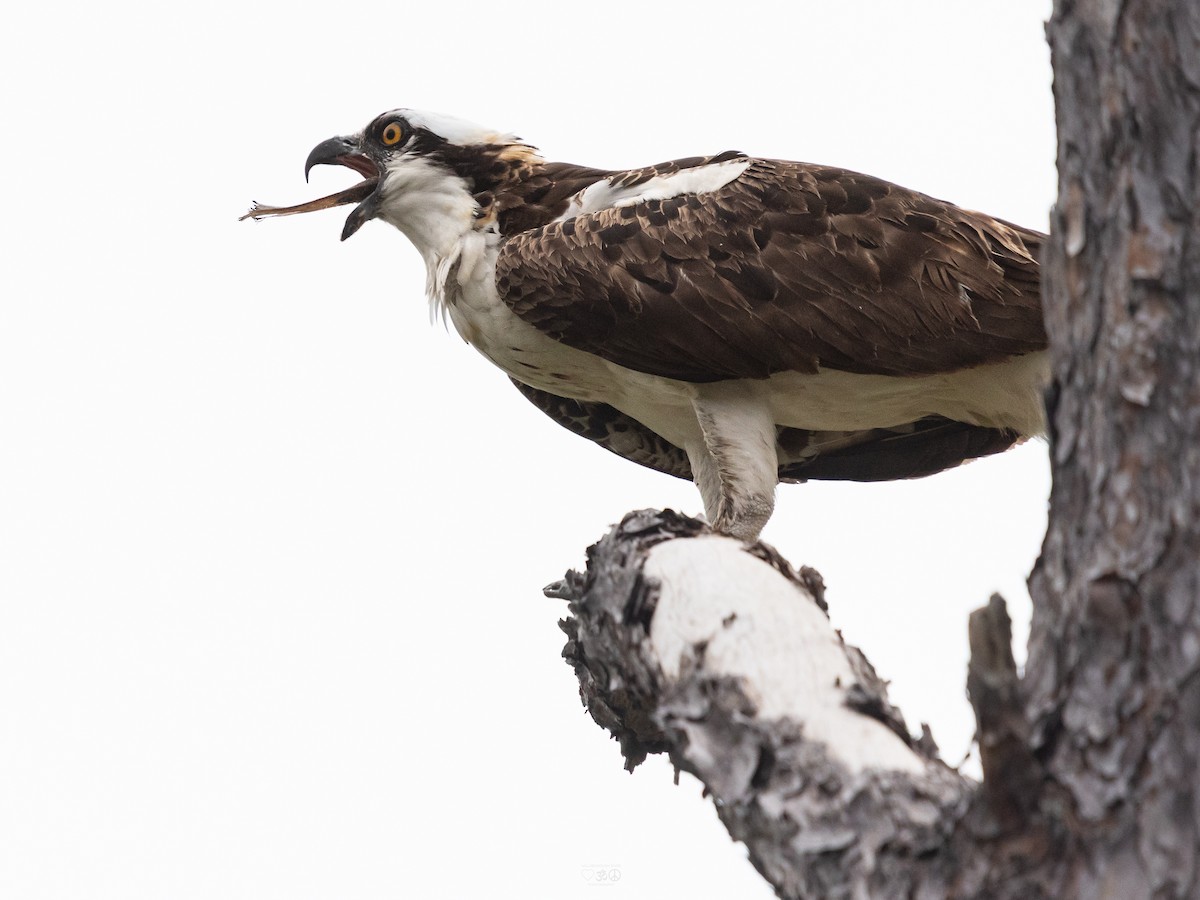 fiskeørn - ML644773951