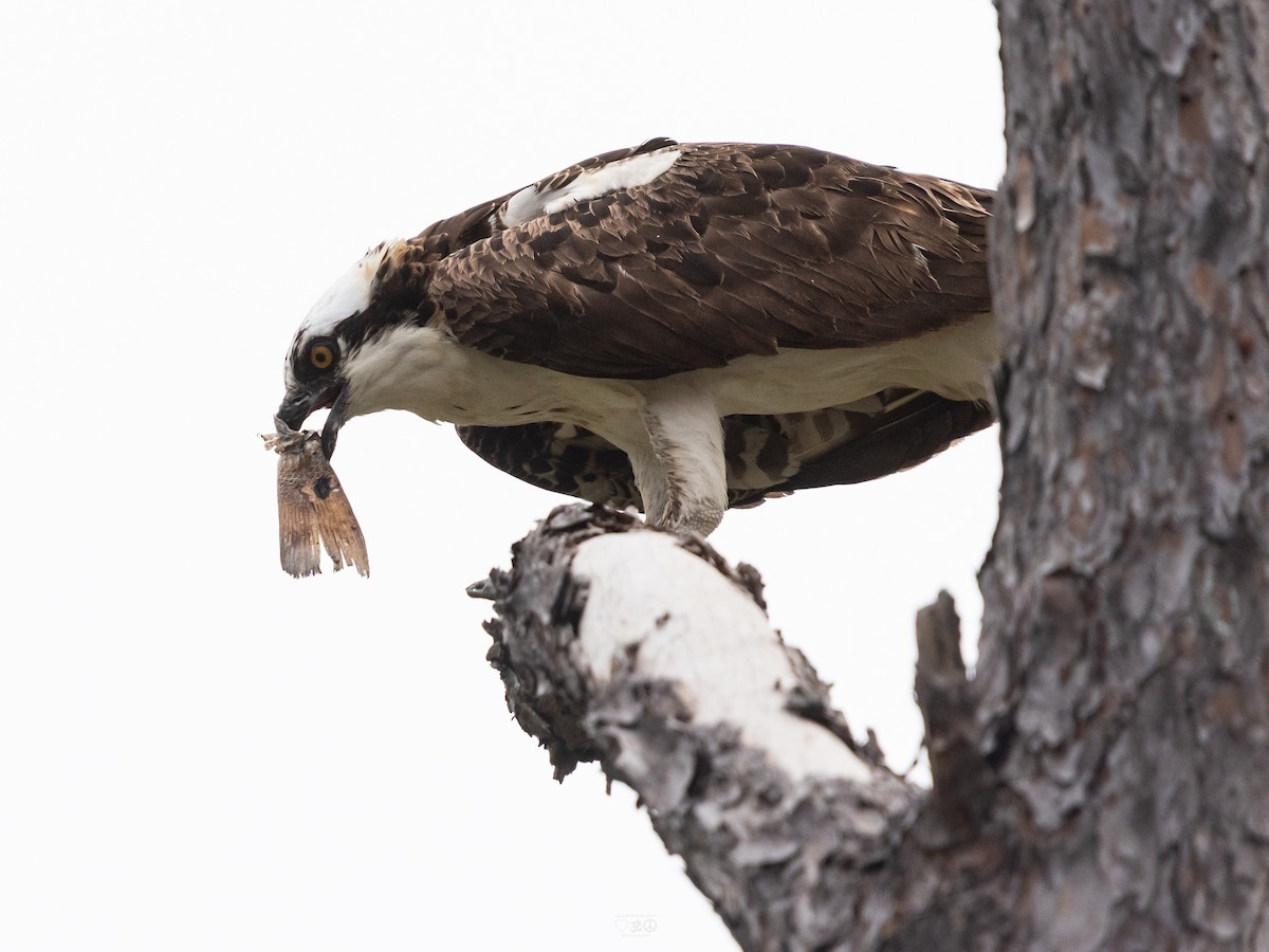 fiskeørn - ML644773953