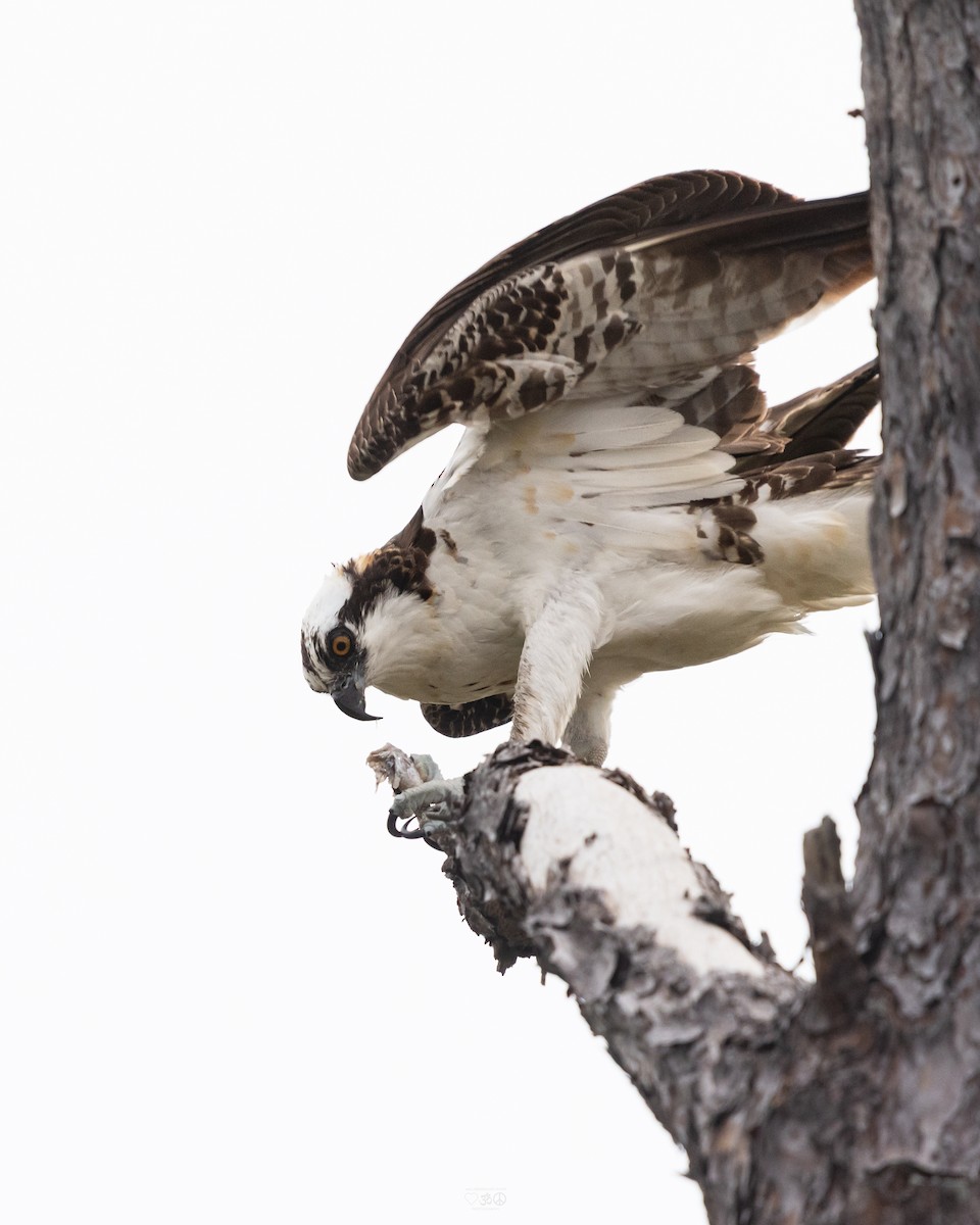 fiskeørn - ML644773954