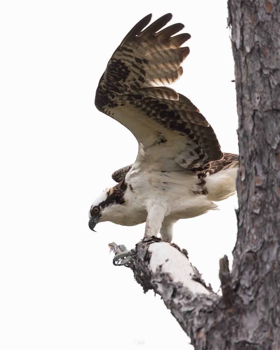 fiskeørn - ML644773955