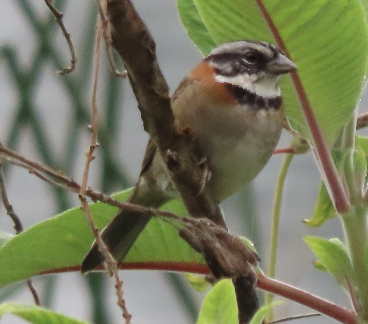 Rufous-collared Sparrow - ML644773958