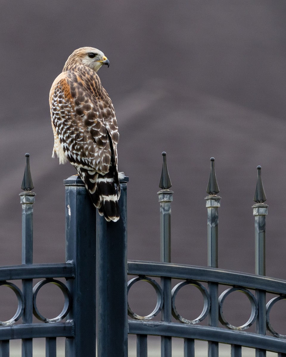 rødvingevåk - ML644773959