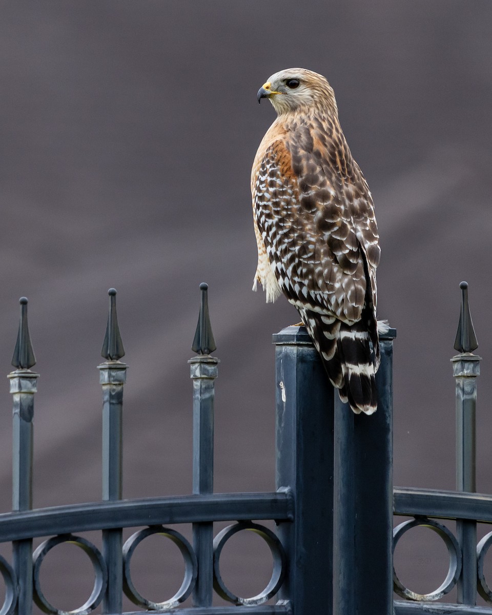 rødvingevåk - ML644773960