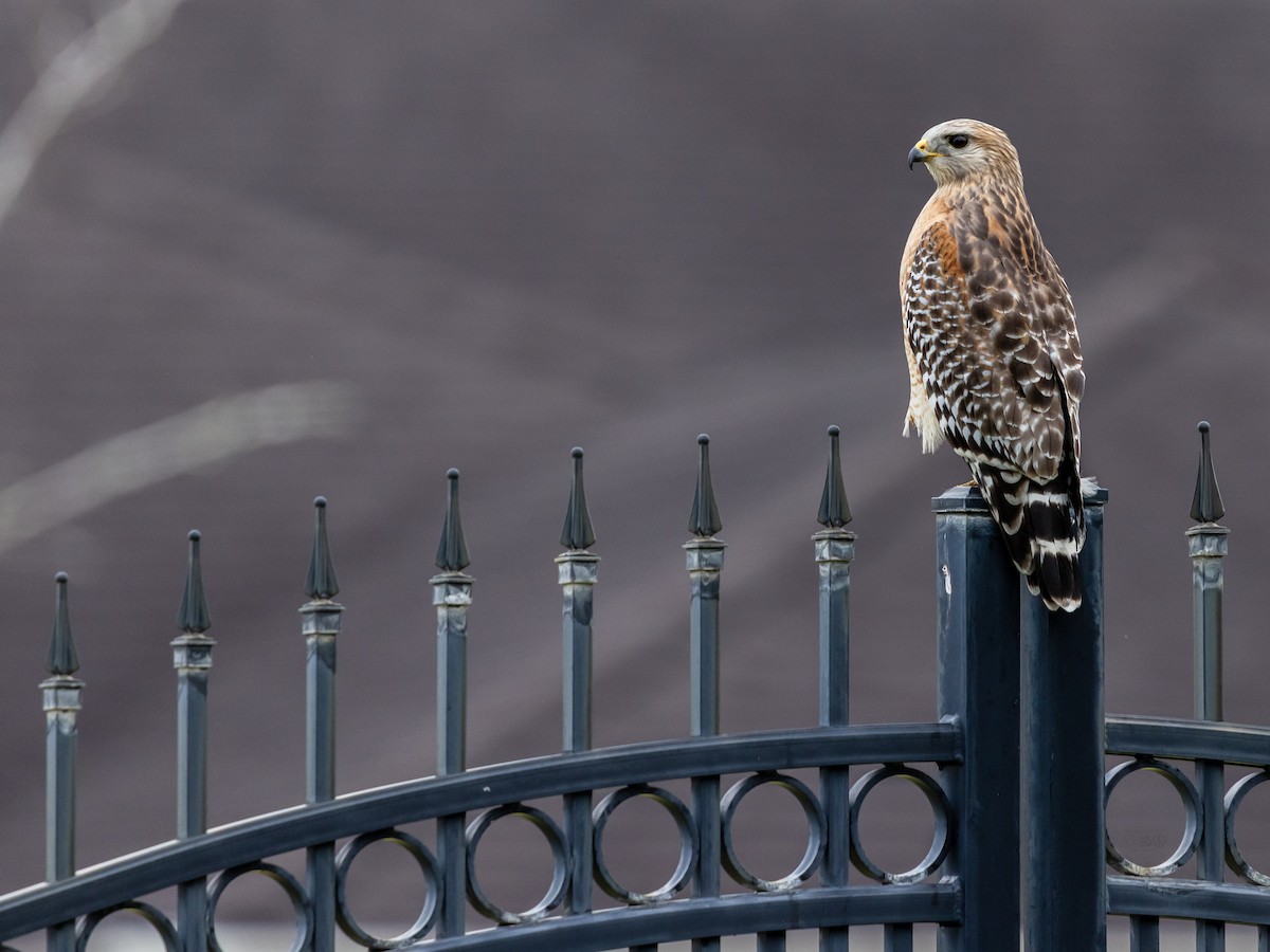 rødvingevåk - ML644773962