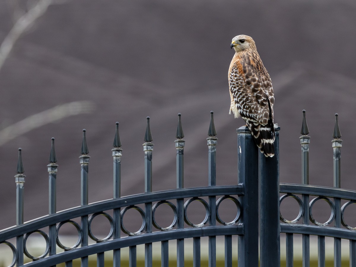 rødvingevåk - ML644773963