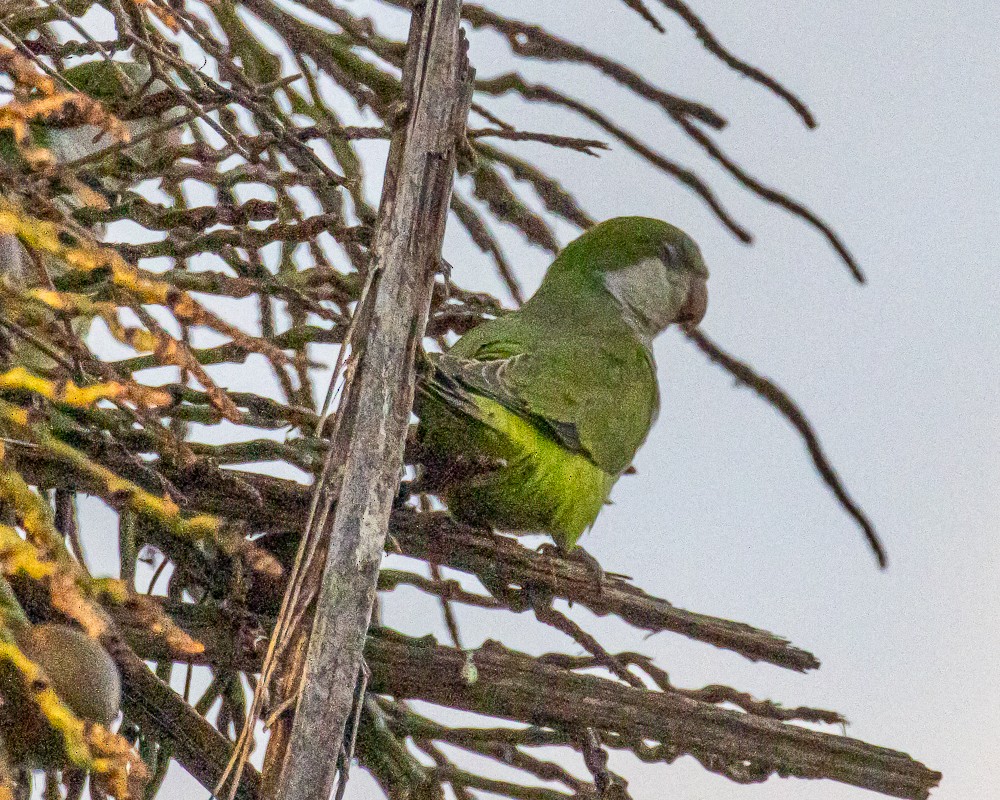 Калита сіроволий - ML644773972