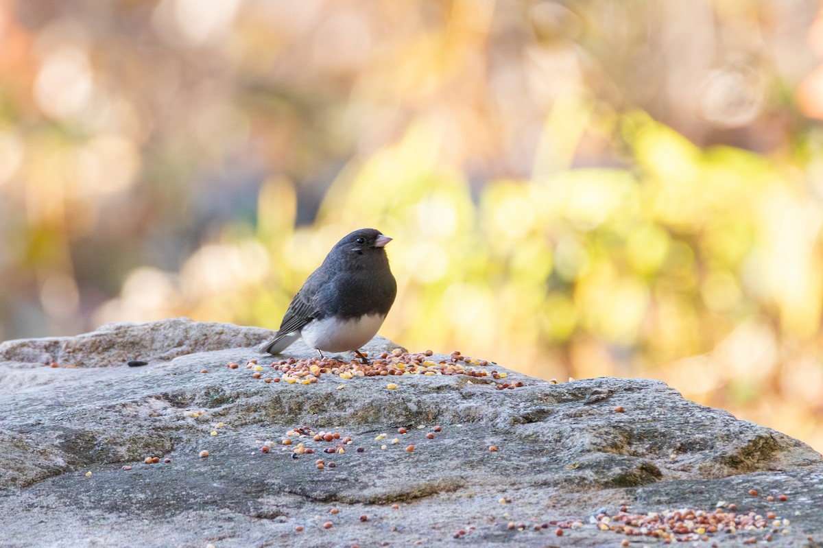 vinterjunko - ML644773975