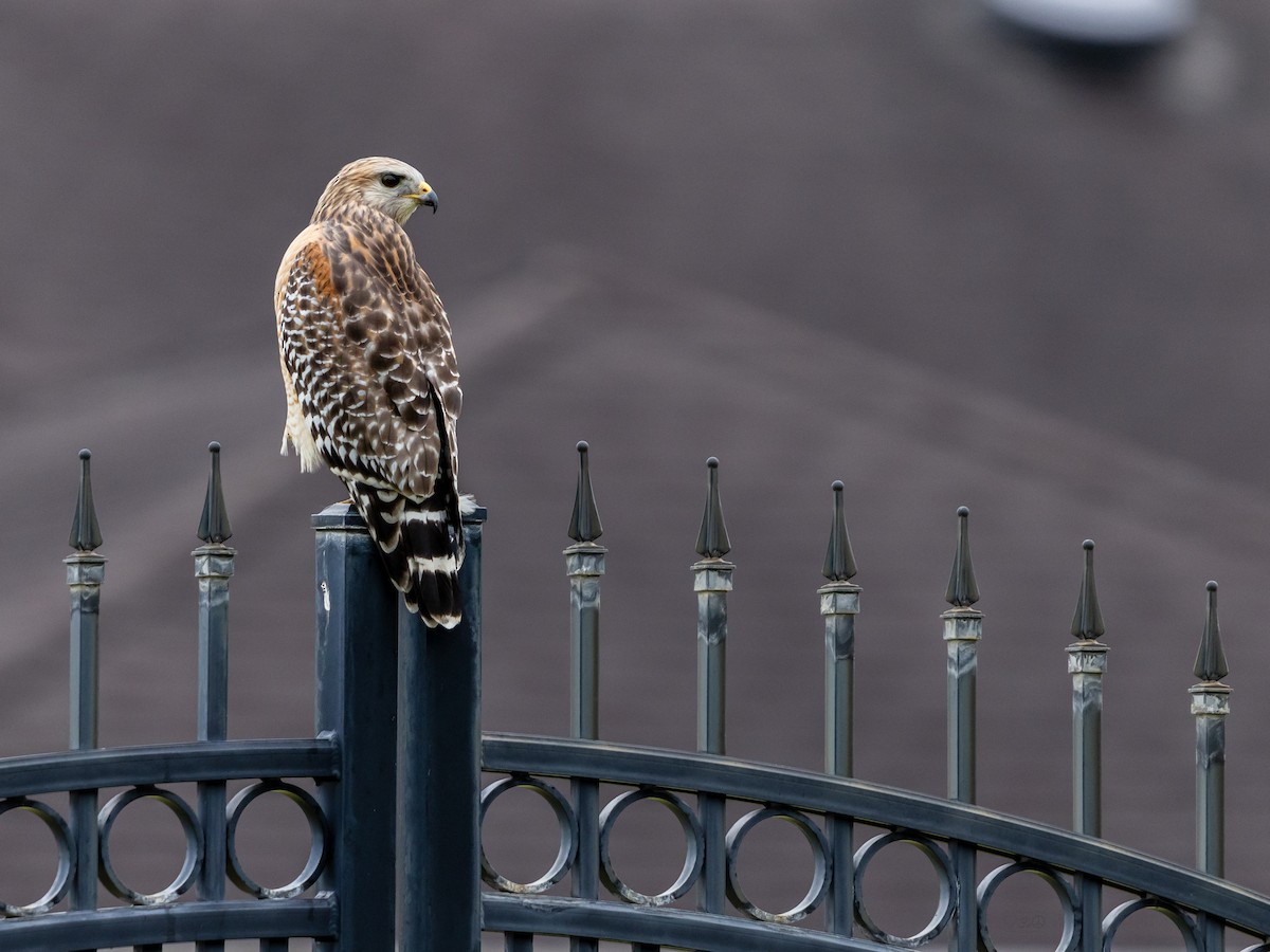 rødvingevåk - ML644773977