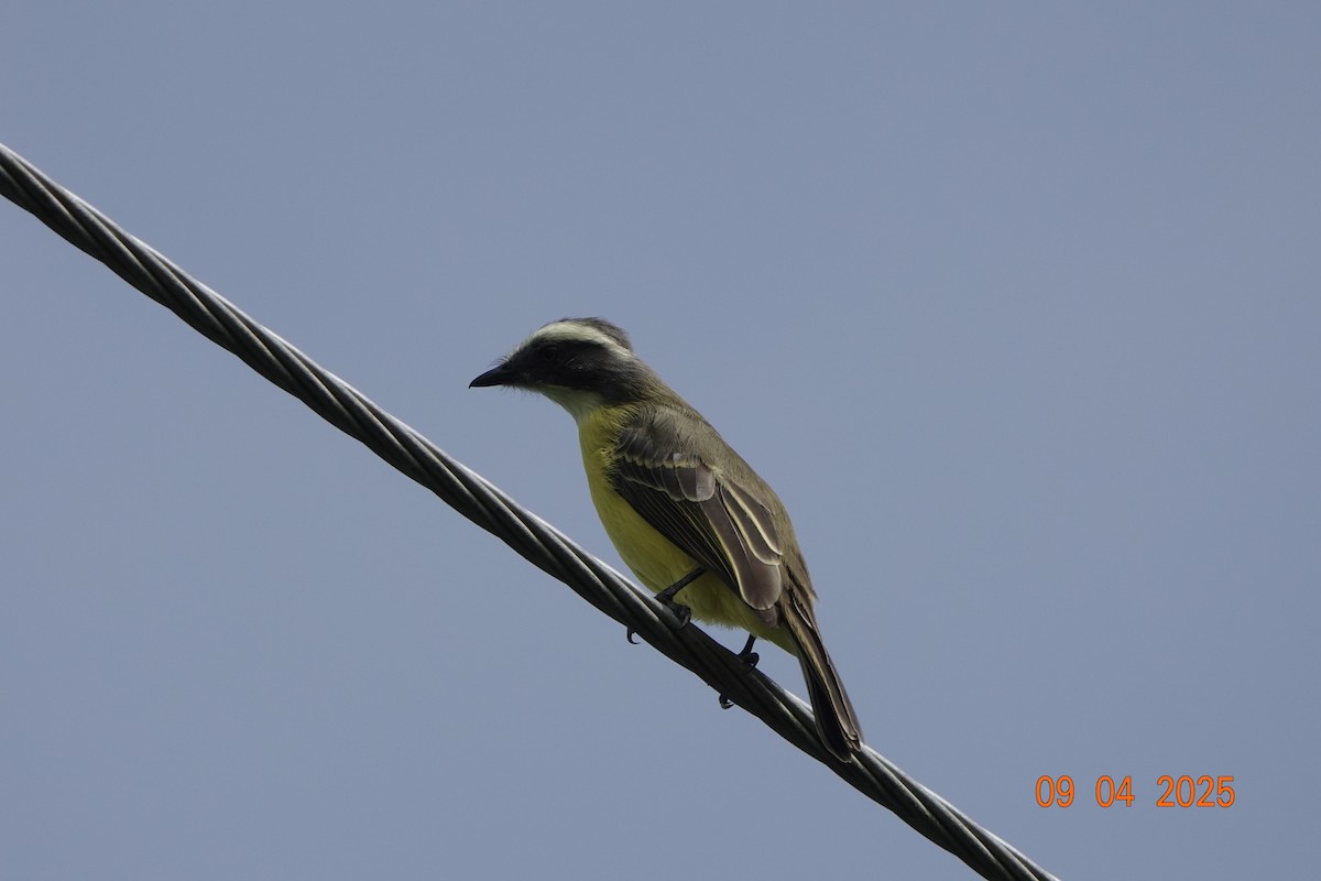 Tyran sociable - ML644773981