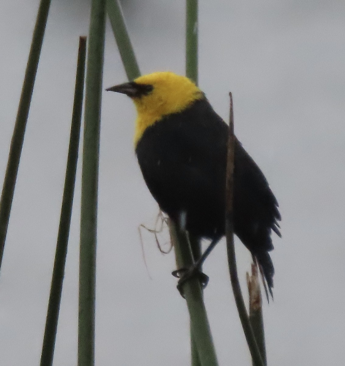 Yellow-hooded Blackbird - ML644773982