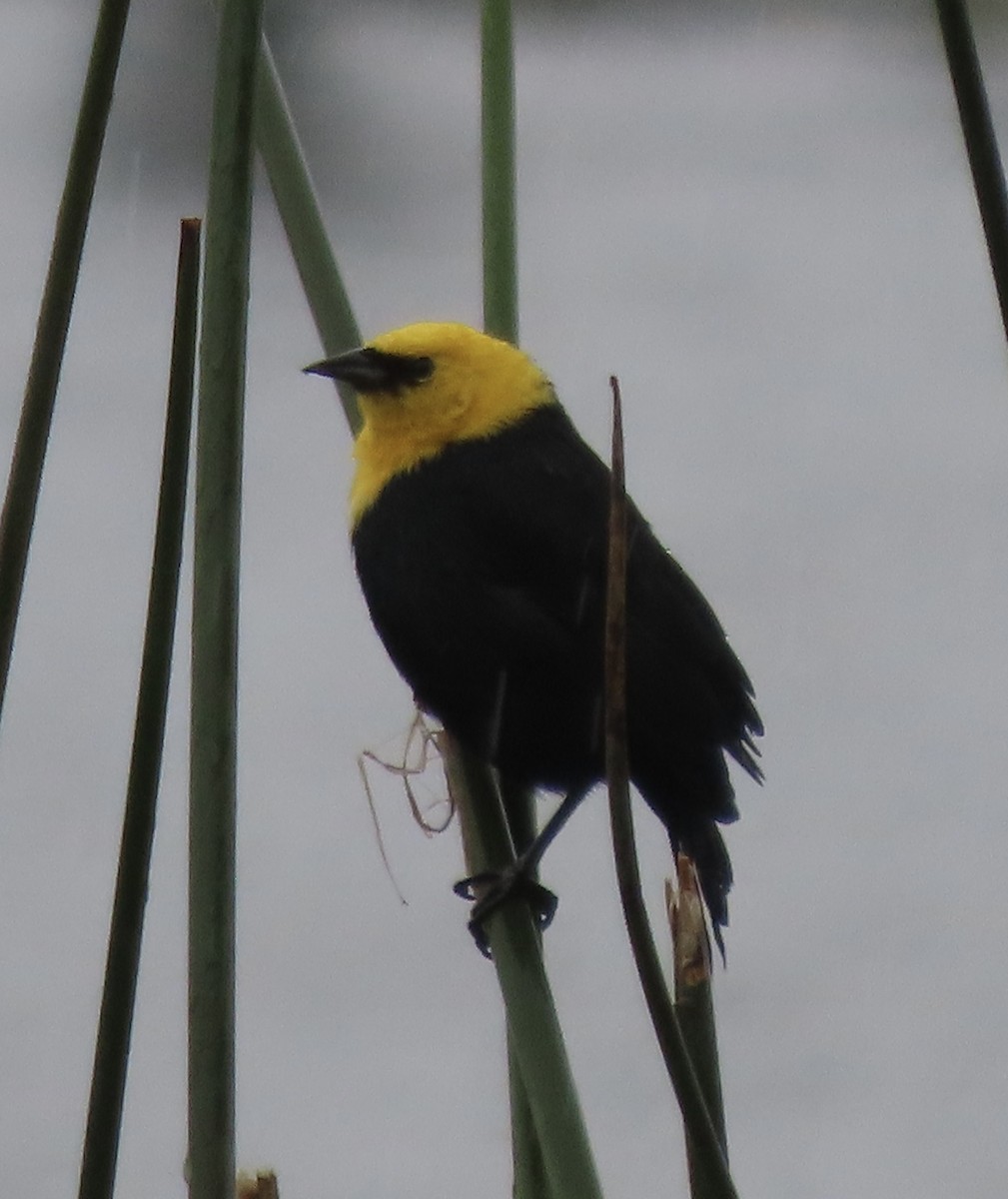 Yellow-hooded Blackbird - ML644773983