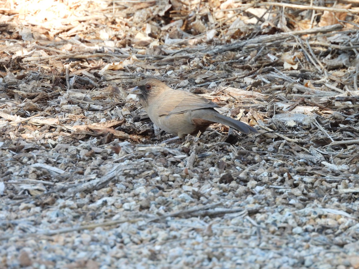 masketovi - ML644773984