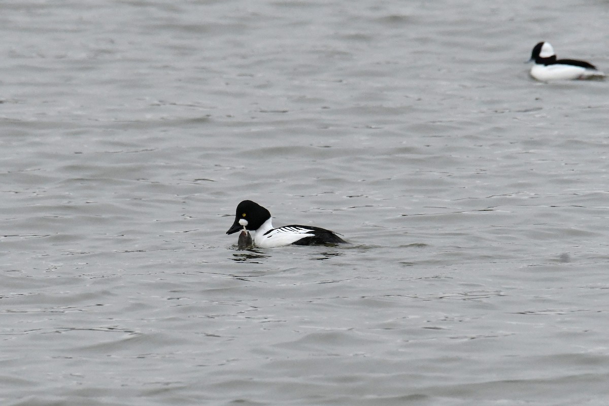 kvinand - ML644773987