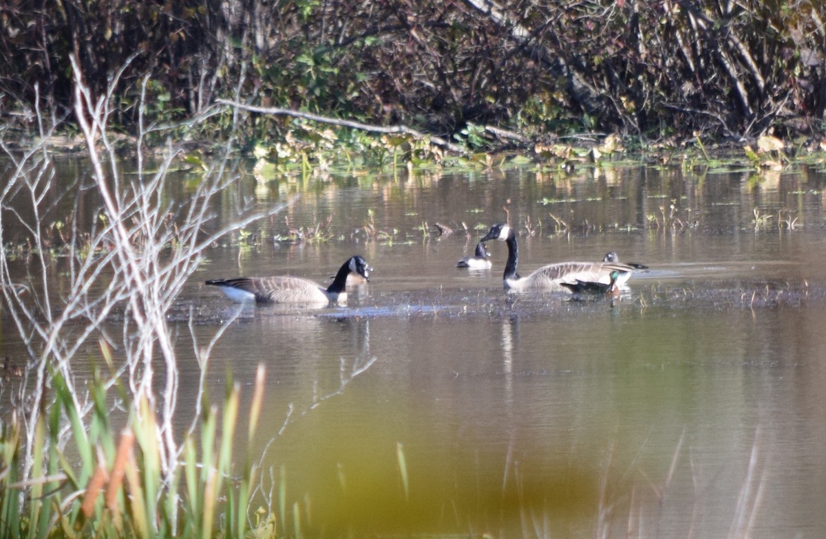 kanadagås - ML644773989