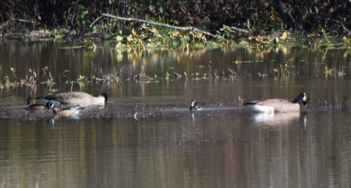 kanadagås - ML644773991