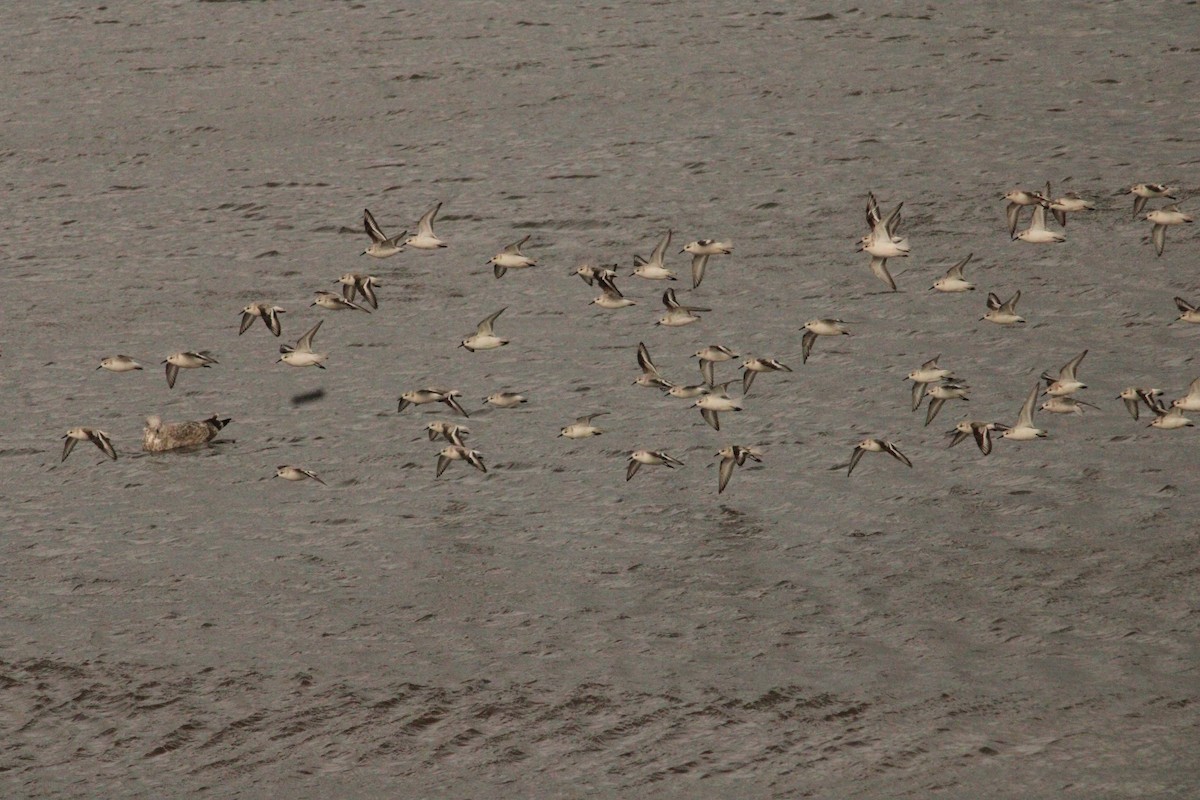 Piovanello tridattilo - ML644773992