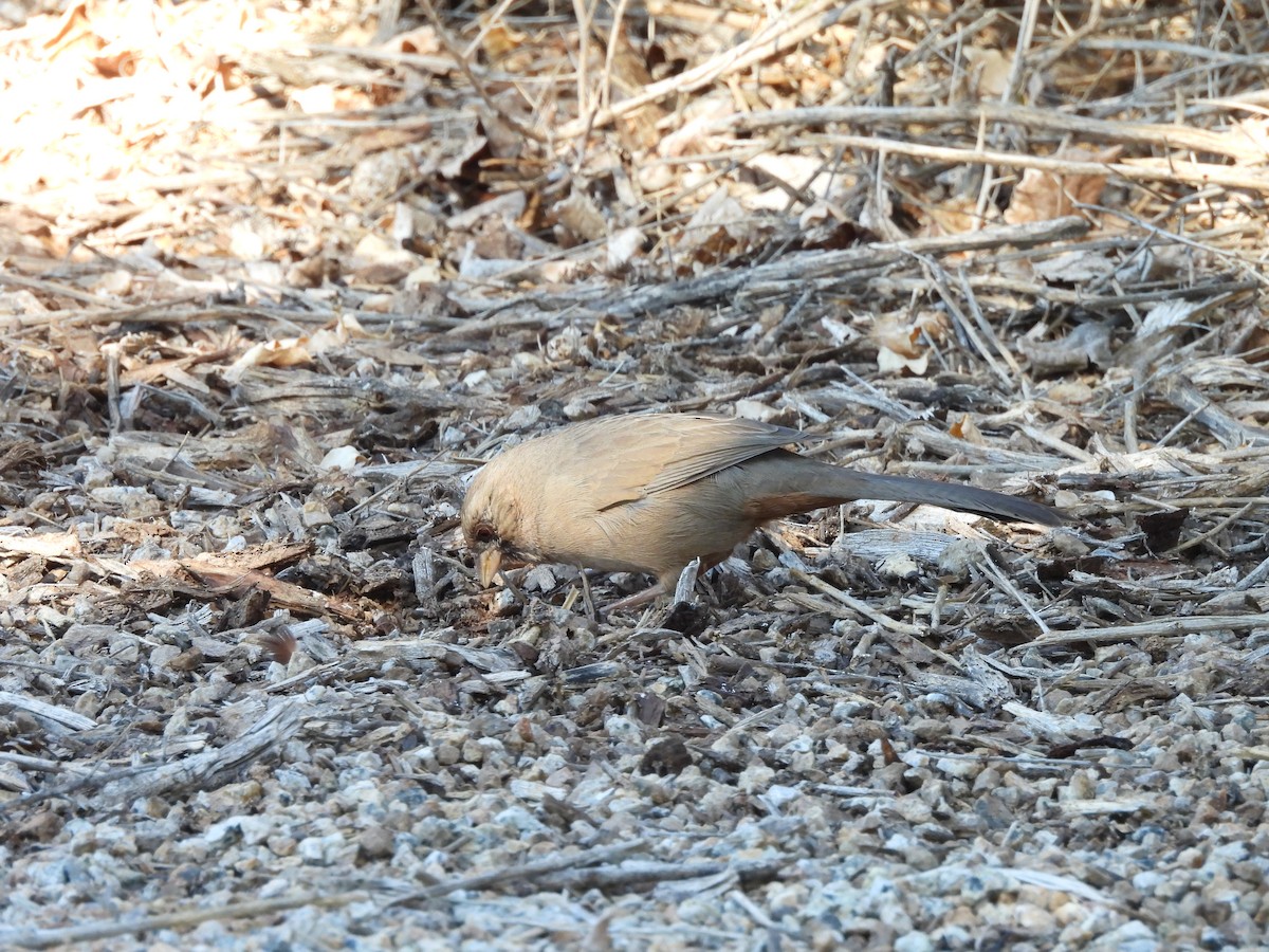 masketovi - ML644773993