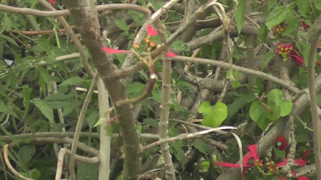 Asian Tit - ML644773994