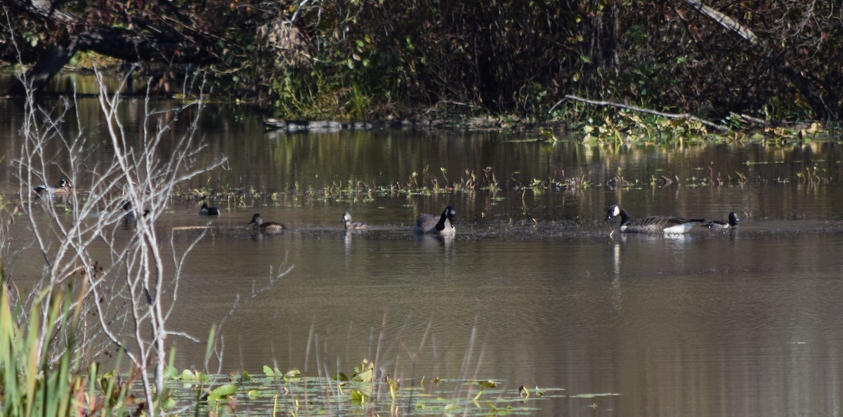 kanadagås - ML644773995