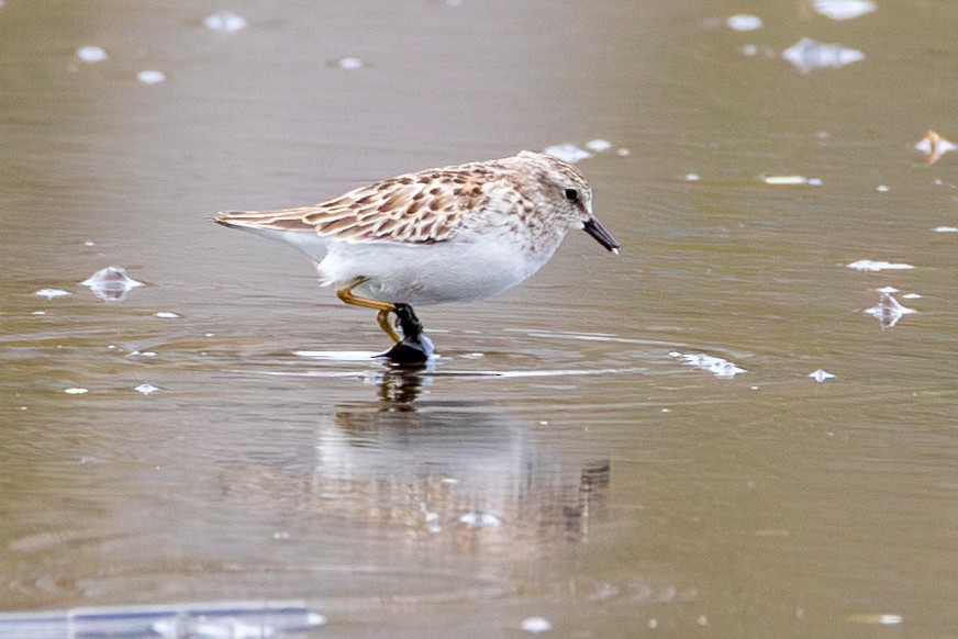 pygmésnipe - ML644774000