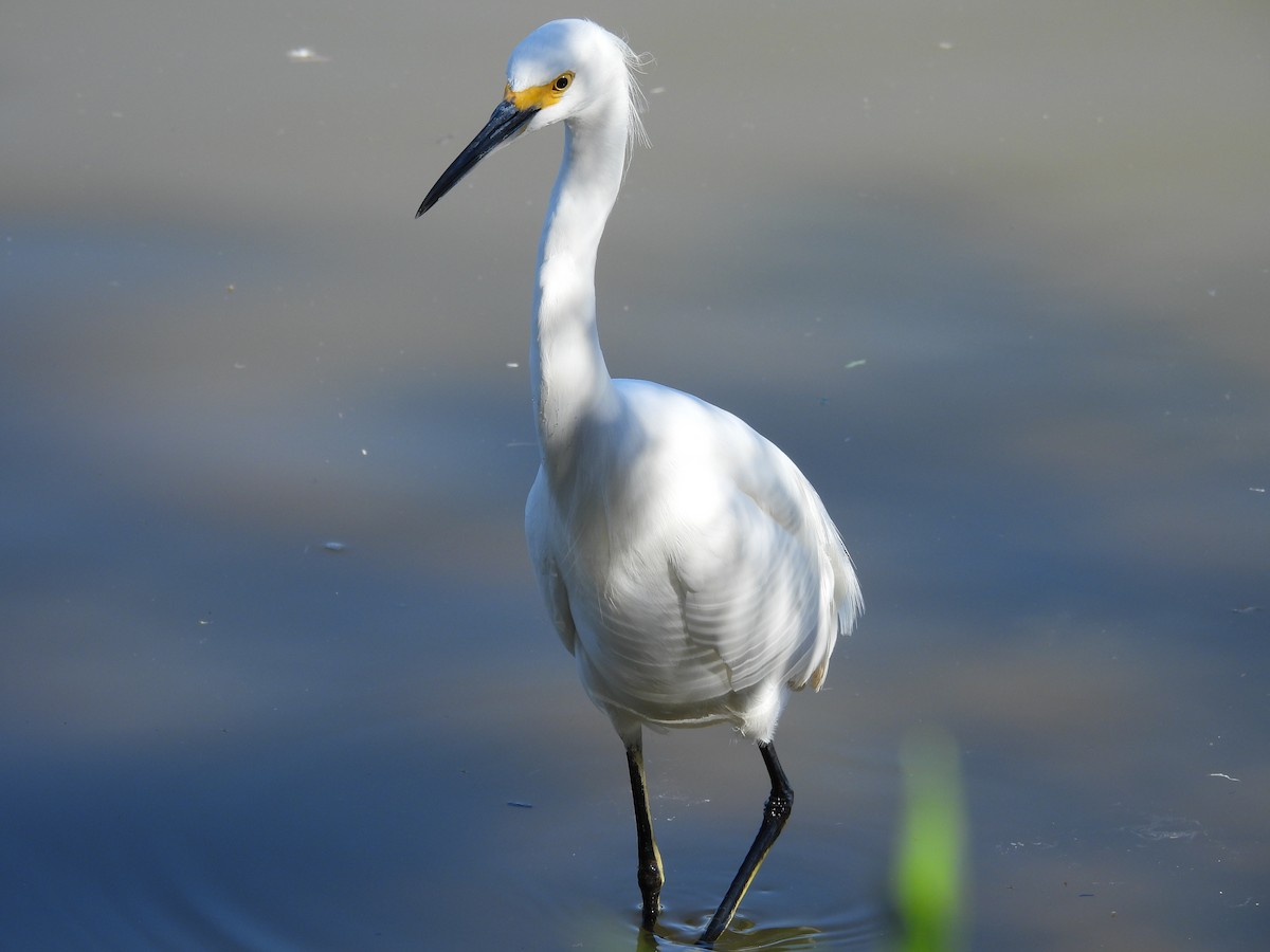 snøhegre - ML644774001