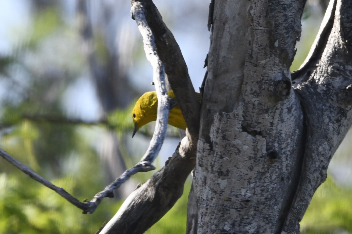 Northern/Mangrove Yellow Warbler - ML644774002