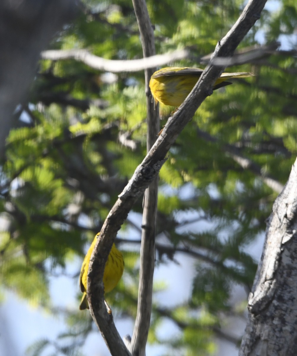 Northern/Mangrove Yellow Warbler - ML644774003
