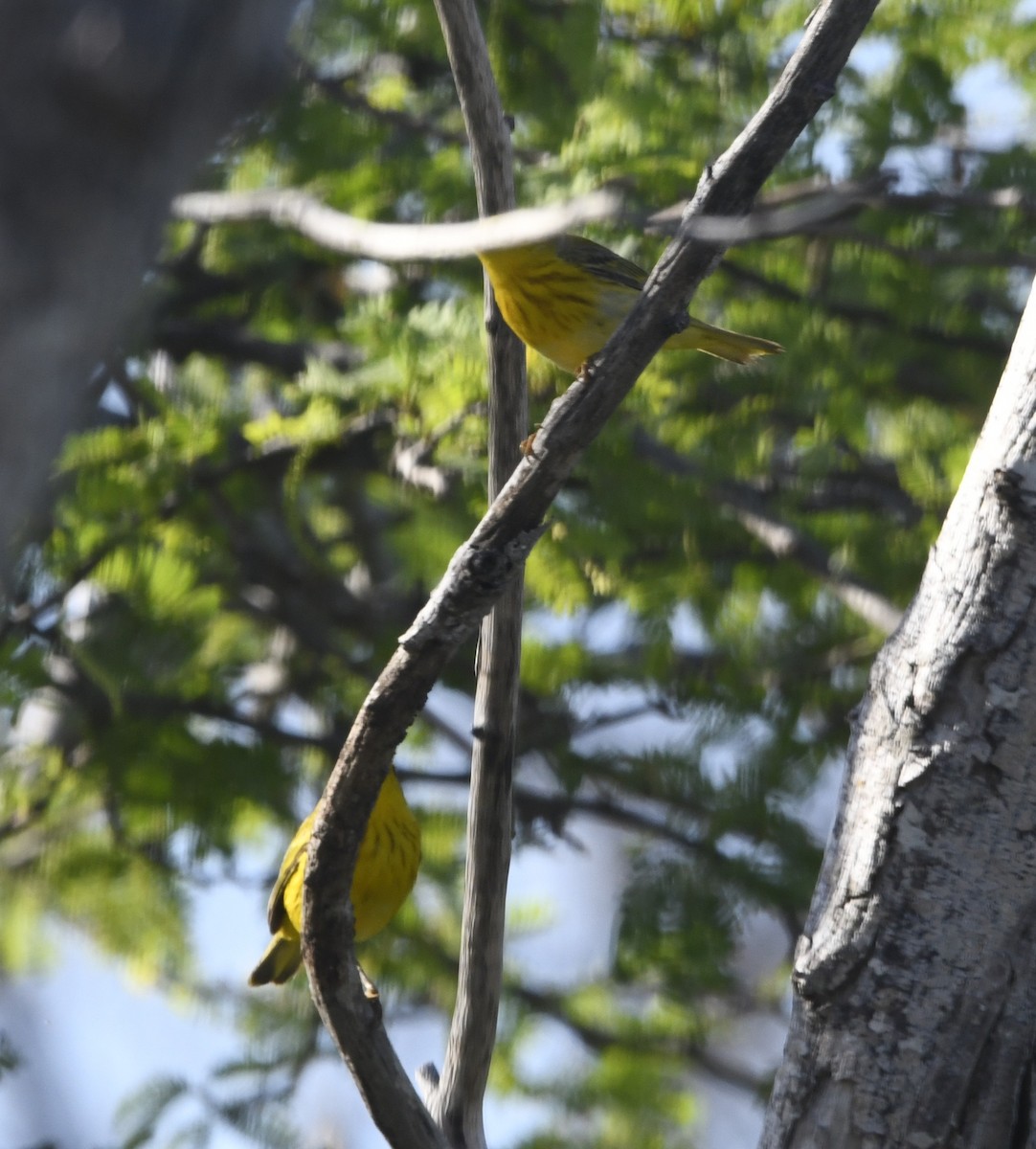 Northern/Mangrove Yellow Warbler - ML644774004