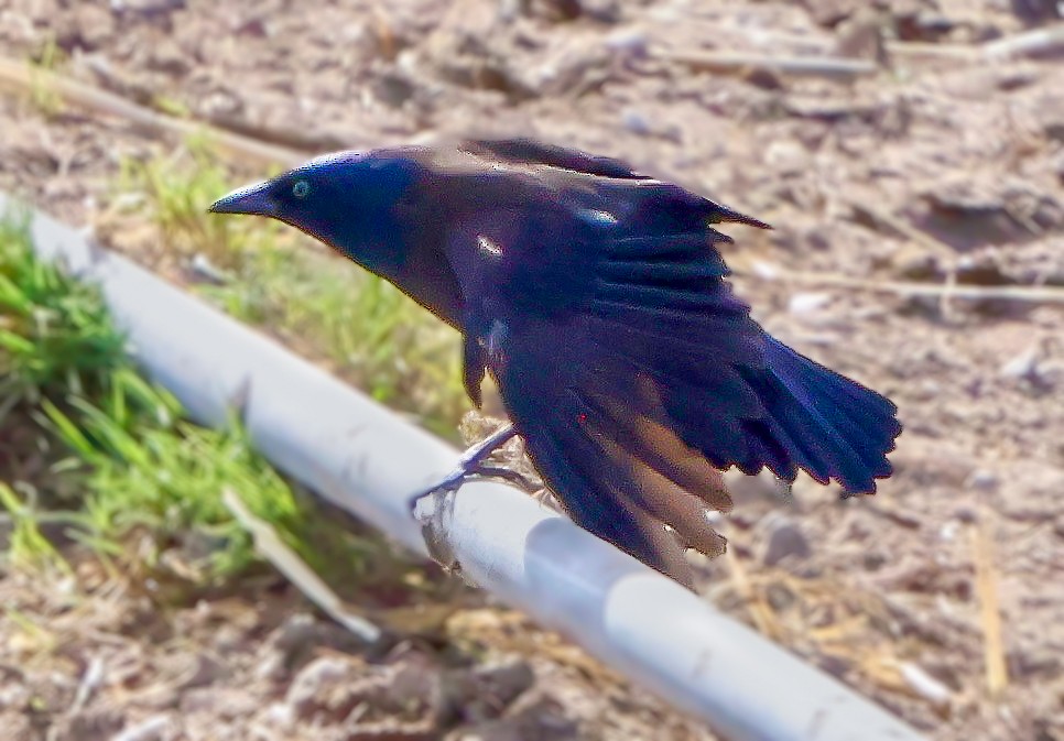 glanstrupial - ML644774005