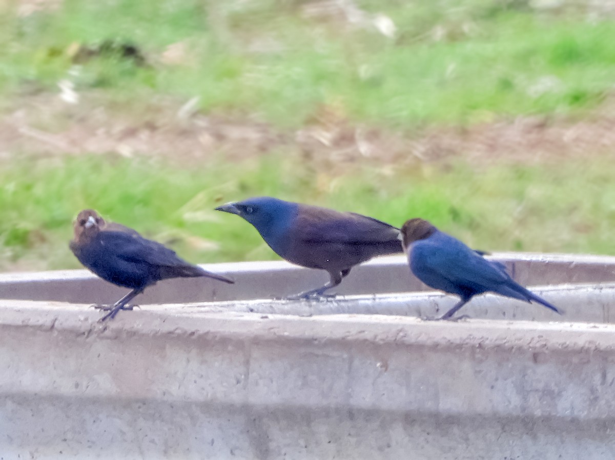 glanstrupial - ML644774006