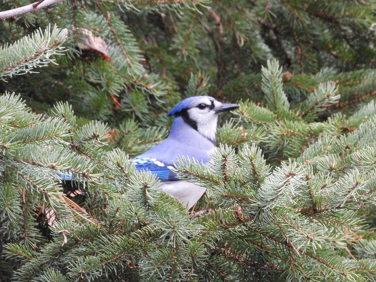 Blue Jay - ML644774007