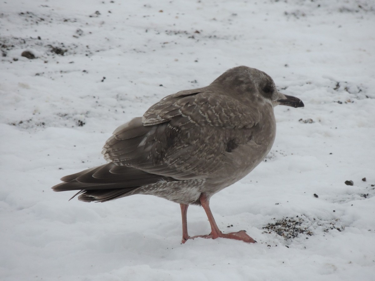 Мартин гренландський (підвид thayeri) - ML644774008