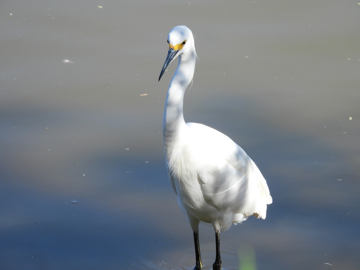 snøhegre - ML644774009