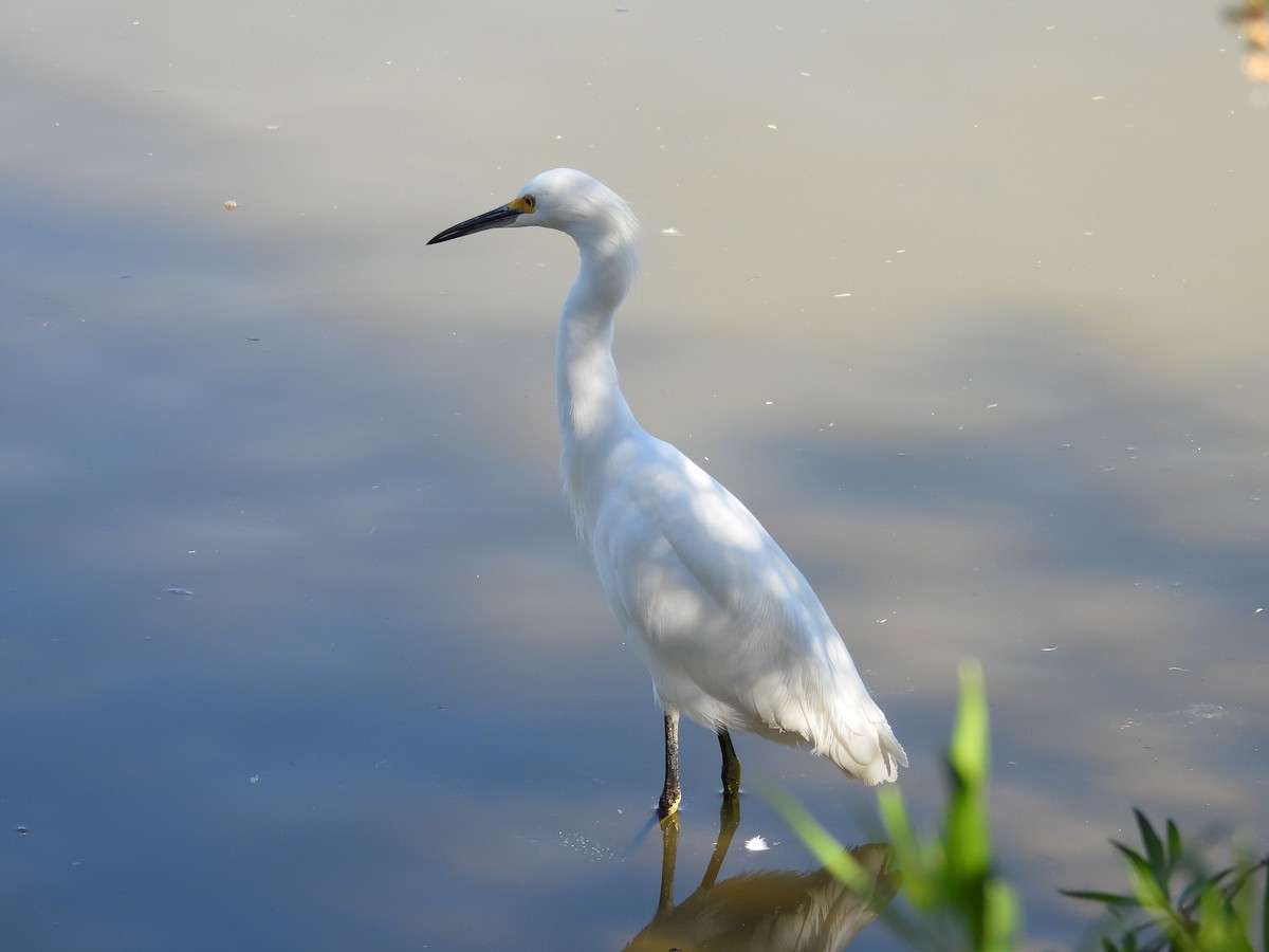 snøhegre - ML644774010