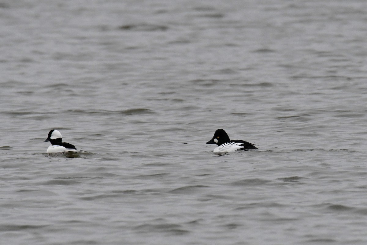 kvinand - ML644774011