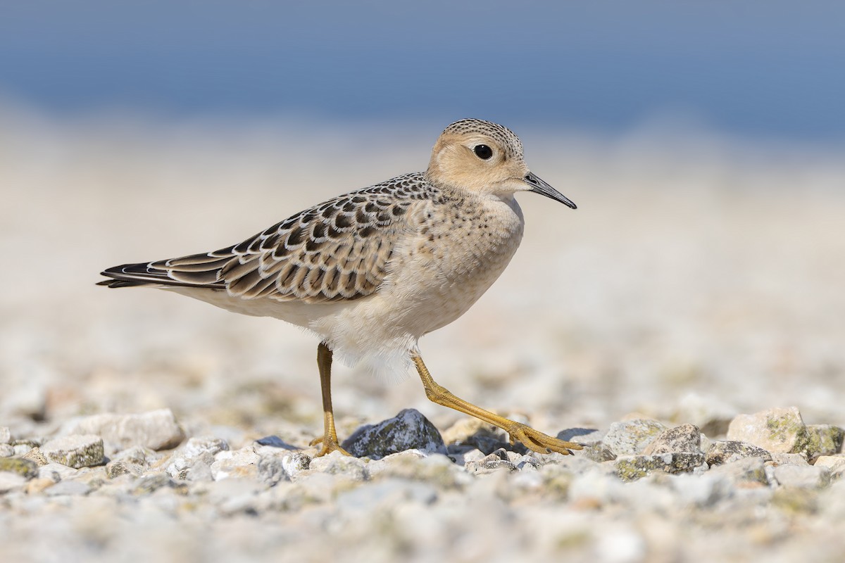 rustsnipe - ML644774015