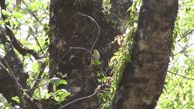 Indian White-eye - ML644774030