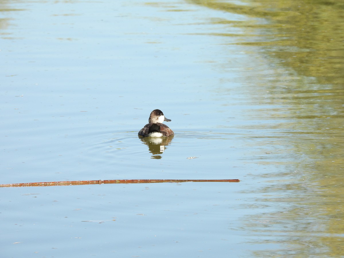 Schwarzkopf-Ruderente - ML644774046