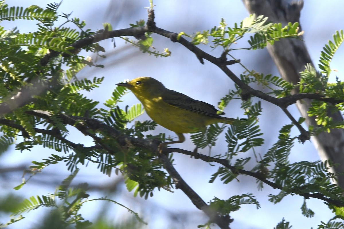 Northern/Mangrove Yellow Warbler - ML644774047