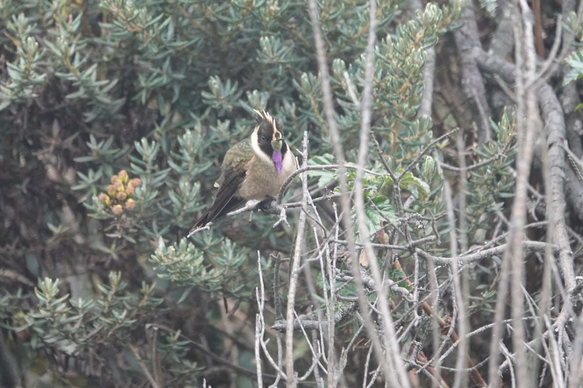Buffy Helmetcrest - ML644774049
