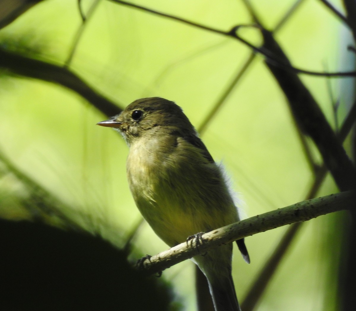 Желтобрюхий мухолов - ML644774056