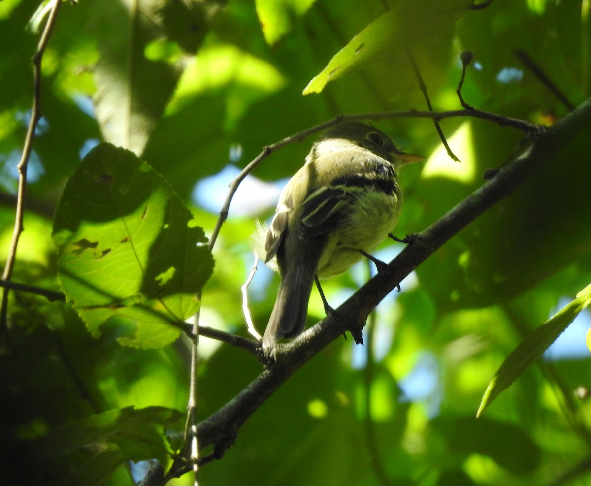 Желтобрюхий мухолов - ML644774061