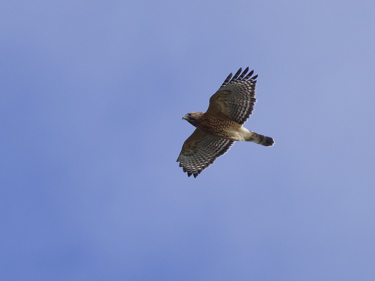 Red-shouldered Hawk (lineatus Group) - ML644774062