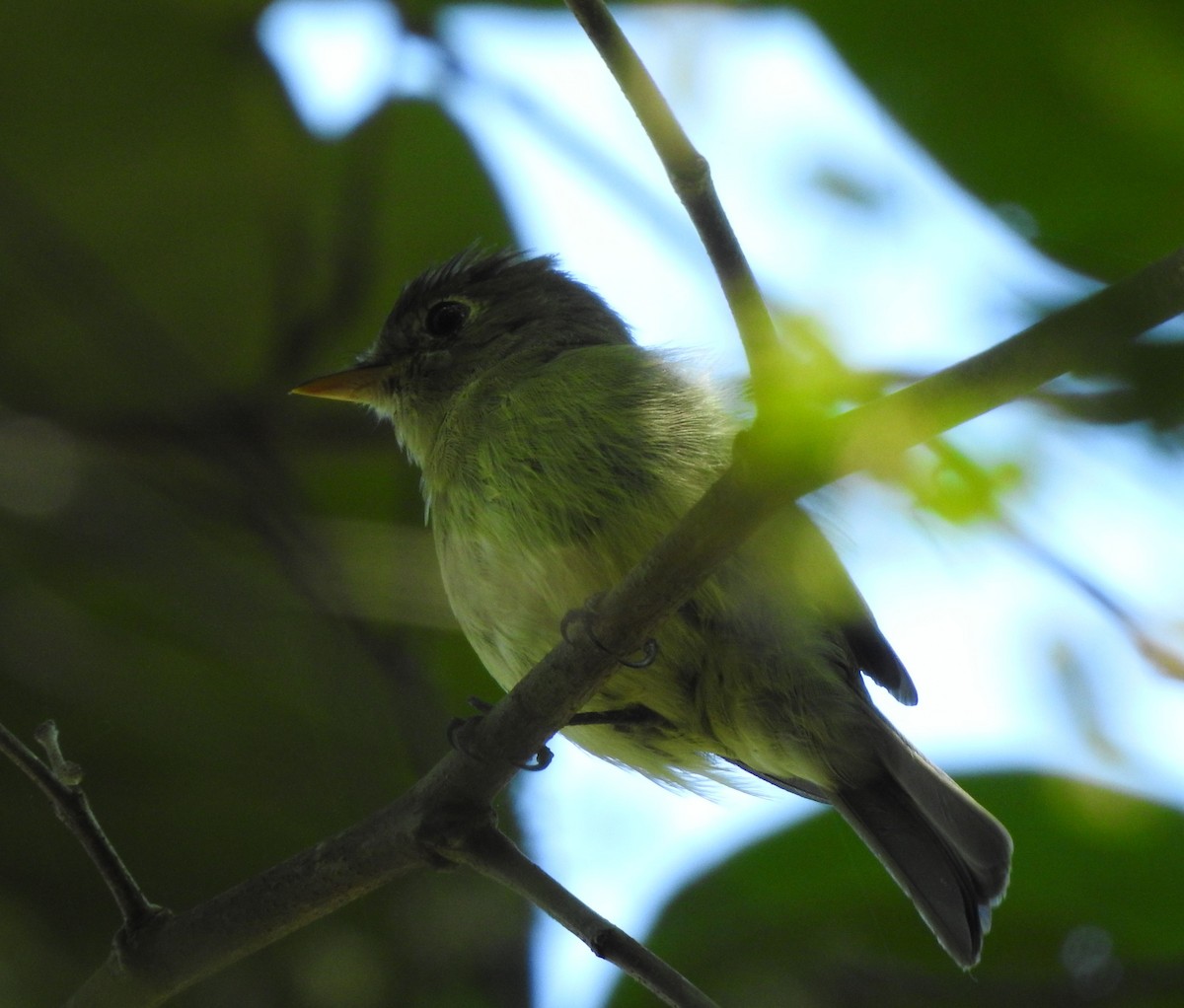 Желтобрюхий мухолов - ML644774063