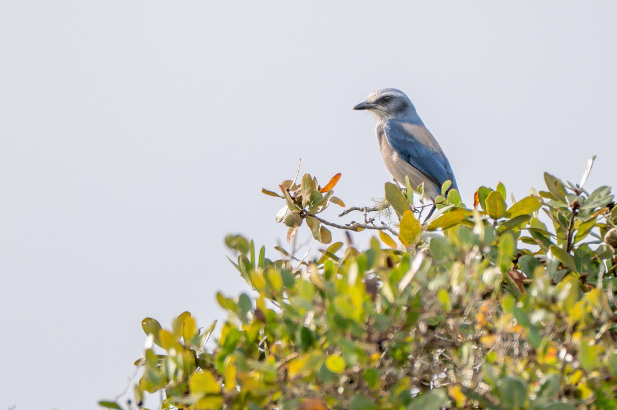 Florida Scrub-Jay - ML644774067