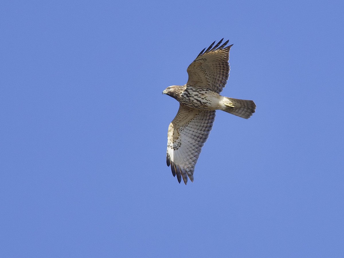 Red-shouldered Hawk (lineatus Group) - ML644774068