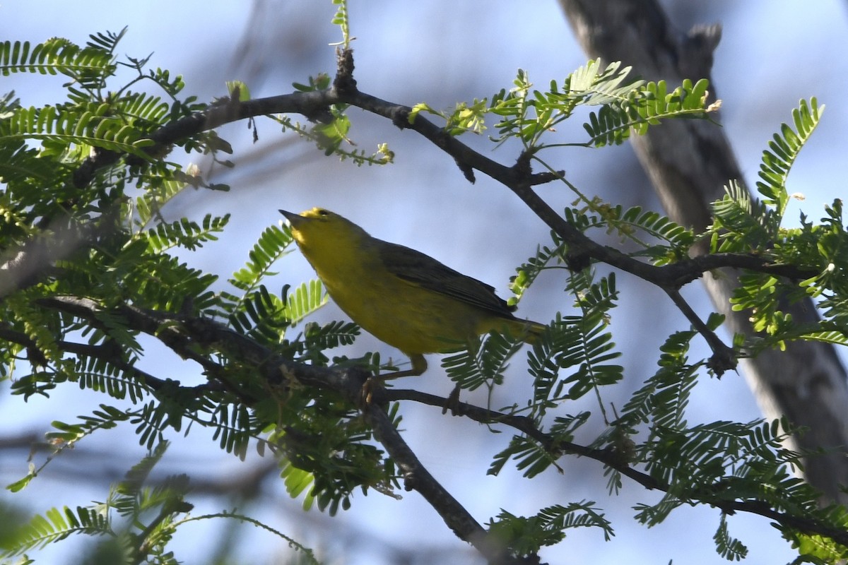 Northern/Mangrove Yellow Warbler - ML644774070
