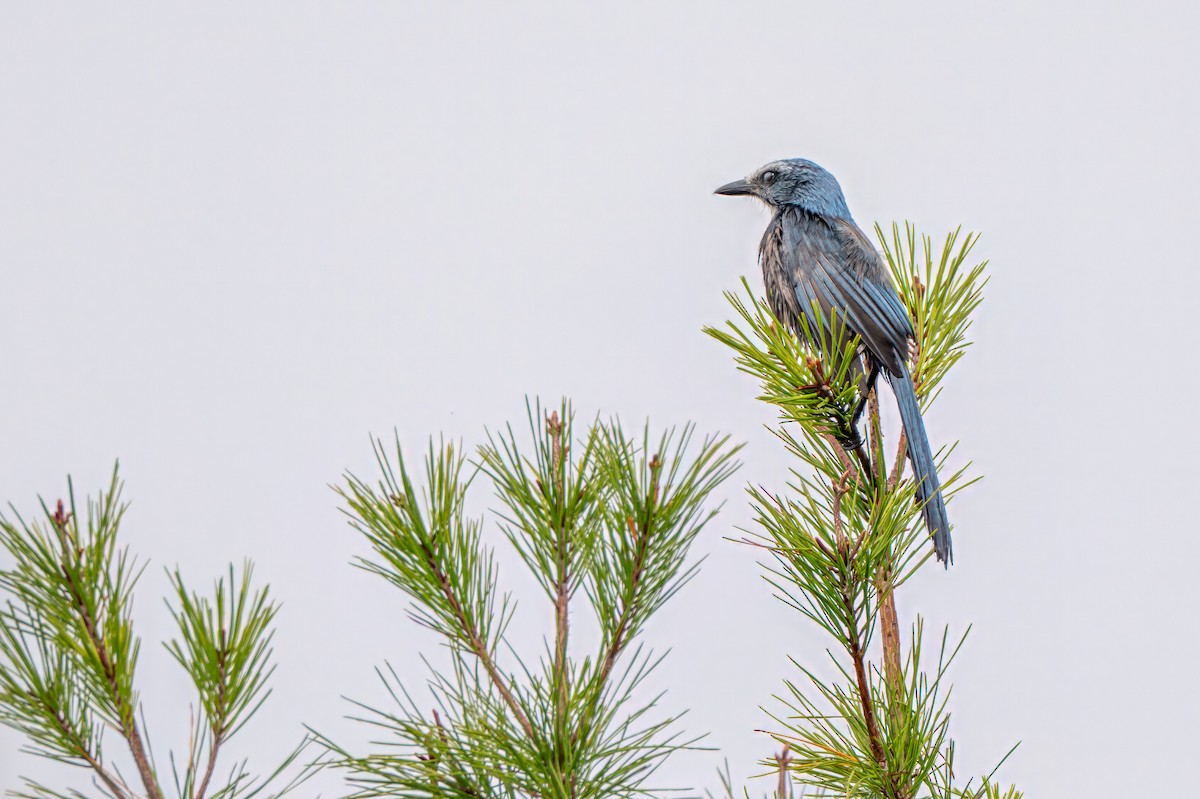 Florida Scrub-Jay - ML644774071