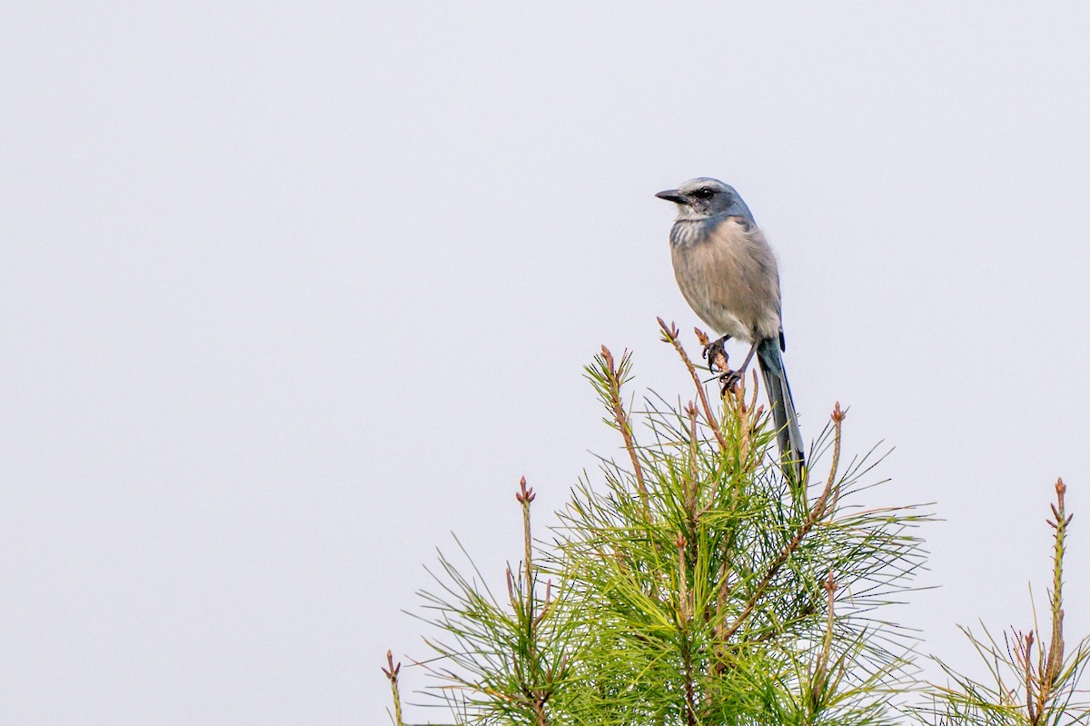 Florida Scrub-Jay - ML644774074